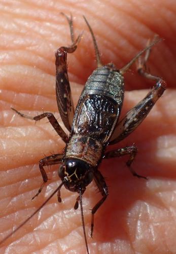 Réf. 235 779 : Nemobius sylvestris sylvestris